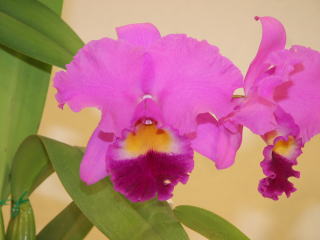 ④ ✨蕾付き‼️開花株✨パッと華やかな花✨グロキシニア✨紫✖️白系✨ポットごと発送✨ 向島百花園 on X