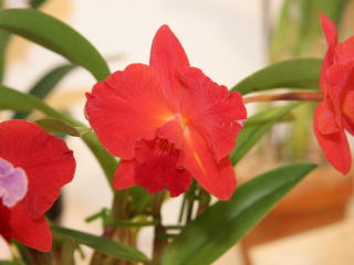 第61回 新花発表 洋らん展 カトレヤ系交配種 61th JOGA Orchid