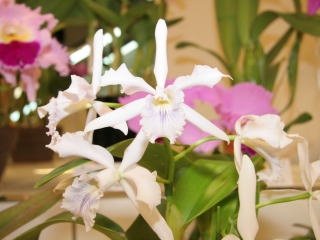 ハイドランジア カトレア 第61回 新花発表 洋らん展 カトレヤ系交配種 61th JOGA Orchid