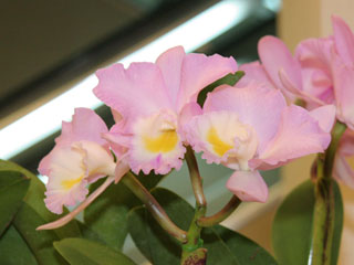 第61回 新花発表 洋らん展 カトレヤ系交配種 61th JOGA Orchid Show