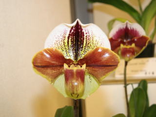 第61回 新花発表 洋らん展 パフィオペディルム 61th JOGA