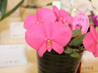 洋蘭原種 C.walkeriana'Miyata'BM/JOGA walkeriana C. Orchids