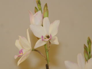 第62回 新花発表 洋らん展 カトレヤ交配種 62th JOGA Orchid