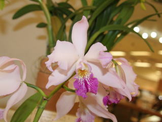 第62回 新花発表 洋らん展 カトレヤ交配種 62th JOGA Orchid