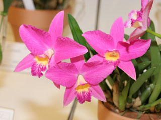 ハイドランジア カトレア 第62回 新花発表 洋らん展 カトレヤ交配種 62th JOGA Orchid