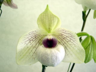 パフィオ ワールドオーキッド2002 パフィオペディラム