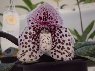 ワールドオーキッド・フェア2003 パフィオペディラム