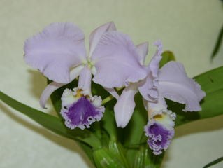 世界のらん展 ワールド・オーキッド・フェア2004 カトレヤ原種