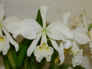 世界のらん展 ワールド・オーキッド・フェア2004 カトレヤ原種