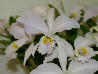 世界のらん展 ワールド・オーキッド・フェア2004 カトレヤ原種