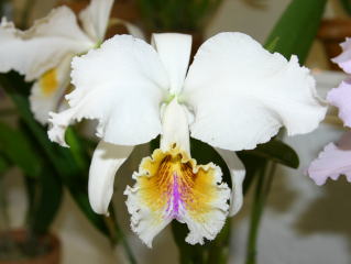 世界のらん展 ワールド・オーキッド・フェア2004 カトレヤ原種