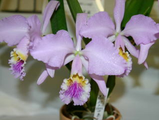 世界のらん展 ワールド・オーキッド・フェア2004 カトレヤ原種