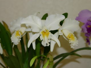 世界のらん展 ワールド・オーキッド・フェア2004 カトレヤ原種