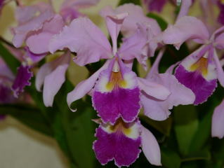 原種カトレヤ全書 オーキッドバイブル1 原種カトレア全書 オーキッドバイブル1 原種カトレヤ全書