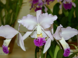 世界のらん展 ワールド・オーキッド・フェア2004 カトレヤ原種