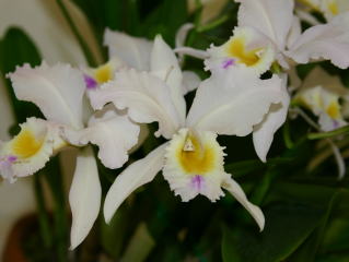 世界のらん展 ワールド・オーキッド・フェア2004 カトレヤ原種