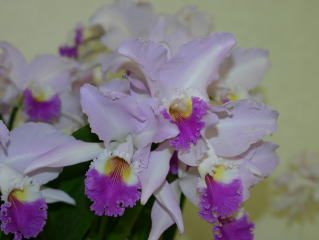 世界のらん展 ワールド・オーキッド・フェア2004 カトレヤ原種