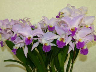 世界のらん展 ワールド・オーキッド・フェア2004 カトレヤ原種