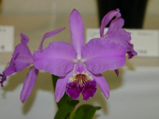 世界のらん展 ワールド・オーキッド・フェア2004 カトレヤ原種